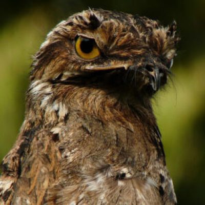 Awake Potoo with its big, yellow eyes.
